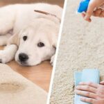 How To Get Rid Of Dog Pee Smell From Carpet, Hardwood Floors & Rugs