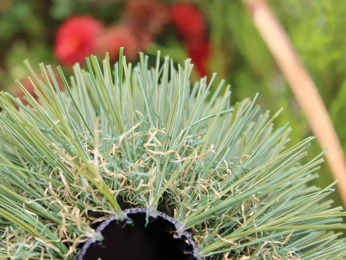 Double W-85 Grass Carpet