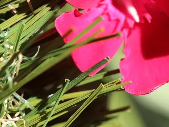 Double W-85 Grass Carpet