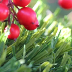 Olive-92 Stemgrass Grass Carpet