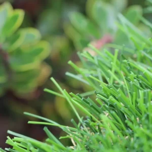 Riviera Monterey-50 Grass Carpet