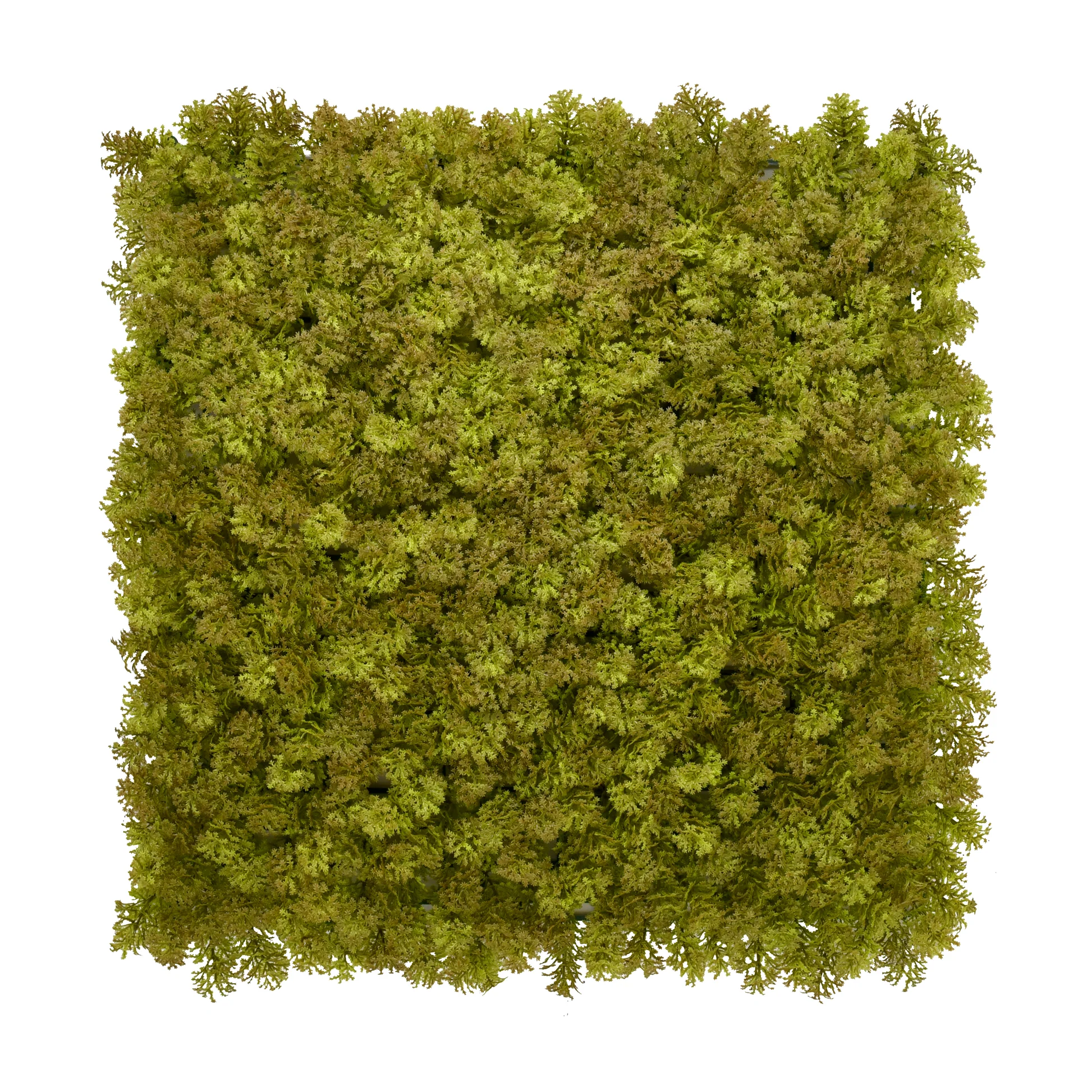 Olive Moss 50x50cm Artificial Living Wall